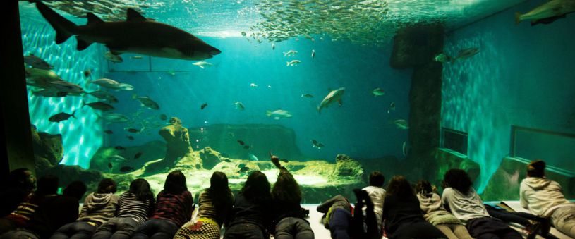 El Acuario de Sevilla en Navidad 